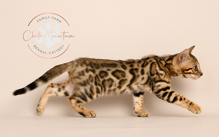 Bengal kitten for sale